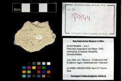 Foto (Objekt + Etikett) von Pithonoton marginatum (von Meyer, 1842)  (NHMW-GEO-2014-0194-0844)